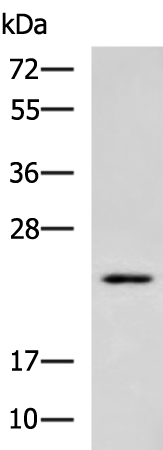 Rabbit Polyclonal Antibody to PSMB3