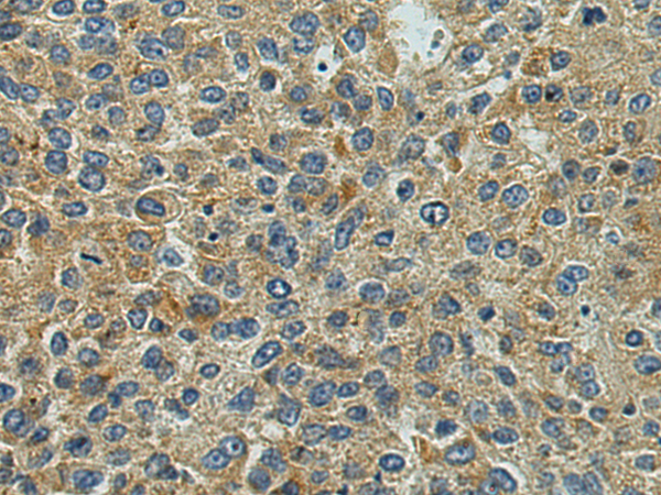 Rabbit Polyclonal Antibody to MRPL48