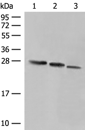 Rabbit Polyclonal Antibody to PCTP