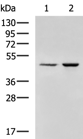 Rabbit Polyclonal Antibody to ANKRD10