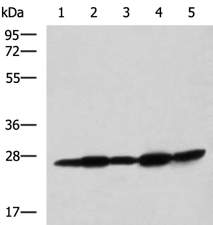 Rabbit Polyclonal Antibody to QDPR