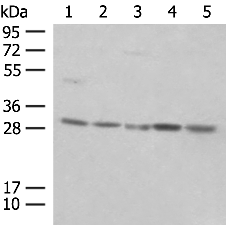 Rabbit Polyclonal Antibody to PSMA4