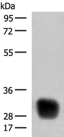 Rabbit Polyclonal Antibody to HLA-DRB4