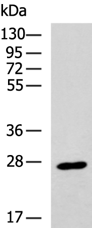 Rabbit Polyclonal Antibody to PSMB10