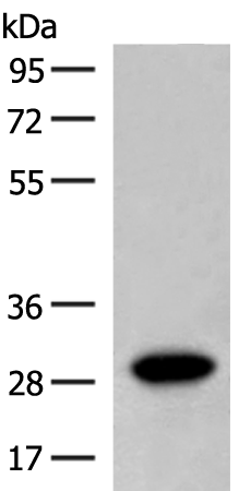 Rabbit Polyclonal Antibody to SCGN