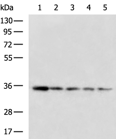 Rabbit Polyclonal Antibody to TXNL1