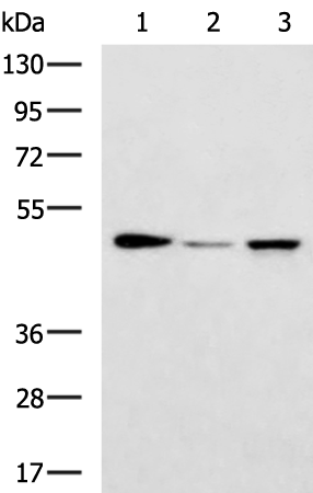 Rabbit Polyclonal Antibody to EIF4A2