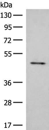 Rabbit Polyclonal Antibody to SCRN2