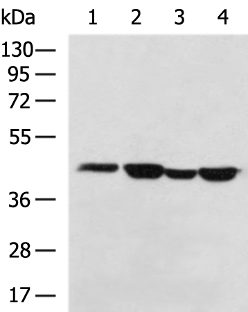 Rabbit Polyclonal Antibody to MRPS5