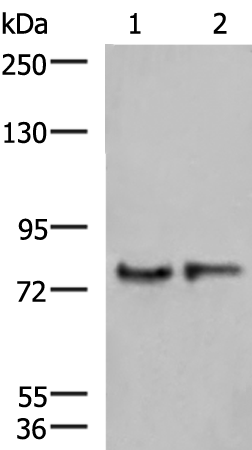 Rabbit Polyclonal Antibody to GPSM1
