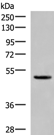 Rabbit Polyclonal Antibody to PSMD12