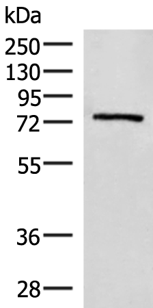 Rabbit Polyclonal Antibody to EXD2