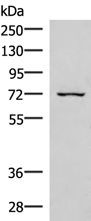 Rabbit Polyclonal Antibody to EIF2AK1