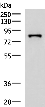 Rabbit Polyclonal Antibody to PRPF3