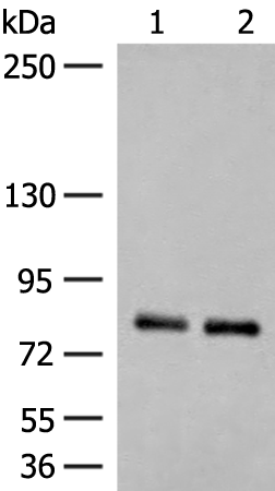 Rabbit Polyclonal Antibody to NGEF