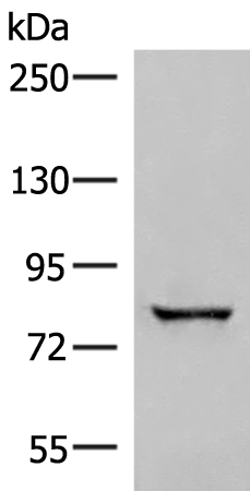 Rabbit Polyclonal Antibody to TTC12