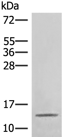 Rabbit Polyclonal Antibody to RPL34