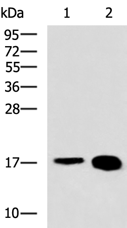 Rabbit Polyclonal Antibody to LBH