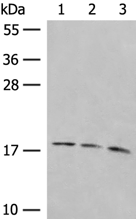 Rabbit Polyclonal Antibody to LMO3