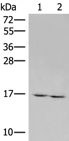 Rabbit Polyclonal Antibody to RNF24