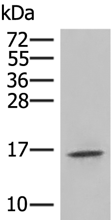 Rabbit Polyclonal Antibody to IL36RN