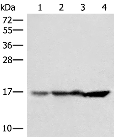 Rabbit Polyclonal Antibody to H2BC15