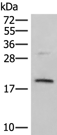 Rabbit Polyclonal Antibody to PPP1R1A