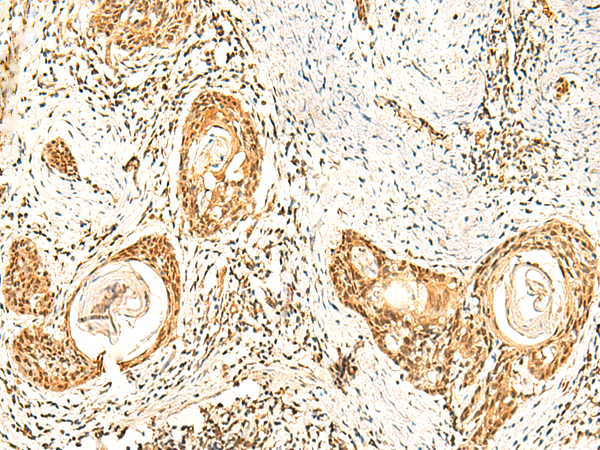 Rabbit Polyclonal Antibody to ZNF580