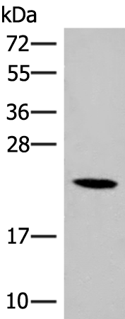 Rabbit Polyclonal Antibody to DHFR