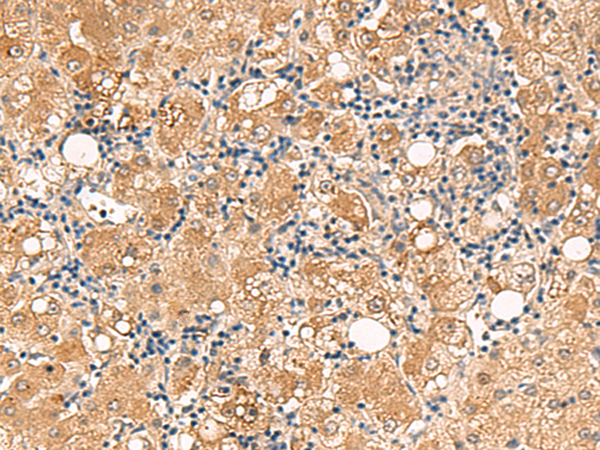 Rabbit Polyclonal Antibody to FUNDC2