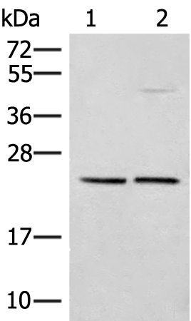 Rabbit Polyclonal Antibody to DNAJC12