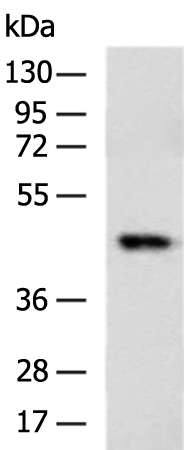 Rabbit Polyclonal Antibody to HS1BP3