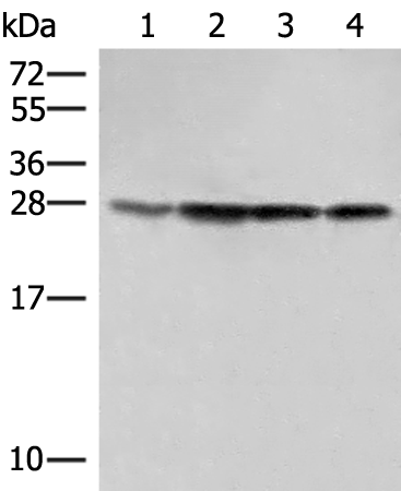 Rabbit Polyclonal Antibody to SEC22B