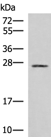 Rabbit Polyclonal Antibody to SNRPB2