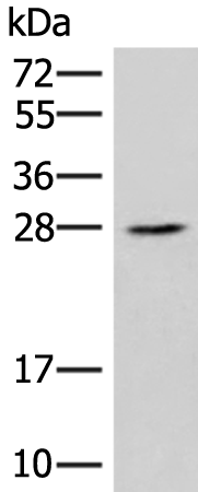 Rabbit Polyclonal Antibody to NAA10