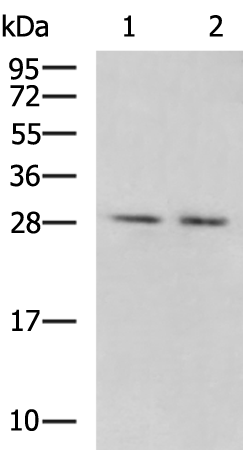 Rabbit Polyclonal Antibody to KCNIP4