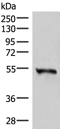 Rabbit Polyclonal Antibody to RETREG1