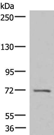 Rabbit Polyclonal Antibody to ASTE1