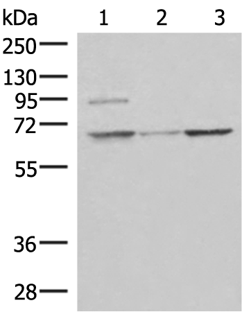 Rabbit Polyclonal Antibody to C19orf57
