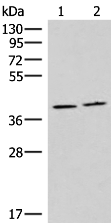 Rabbit Polyclonal Antibody to HMGCLL1