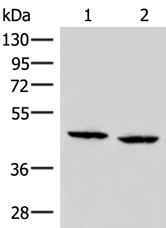 Rabbit Polyclonal Antibody to ZFYVE27