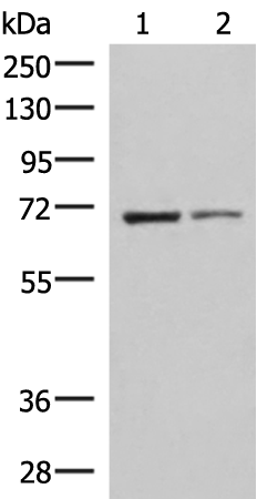 Rabbit Polyclonal Antibody to EWSR1