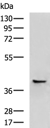 Rabbit Polyclonal Antibody to HLA-E