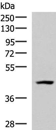 Rabbit Polyclonal Antibody to MAGEC2