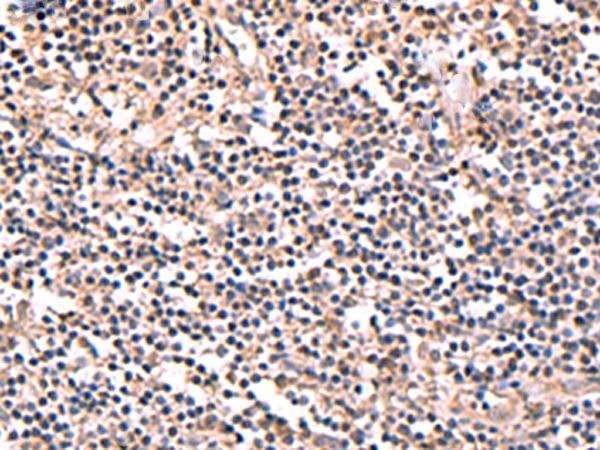 Rabbit Polyclonal Antibody to PER3