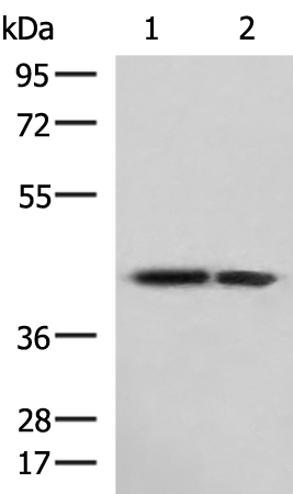 Rabbit Polyclonal Antibody to ATP6V1C1