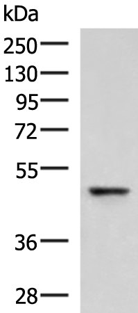 Rabbit Polyclonal Antibody to RMDN2