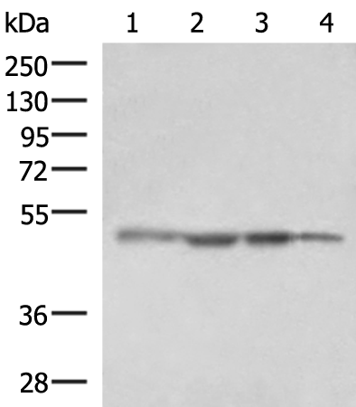 Rabbit Polyclonal Antibody to RHAG