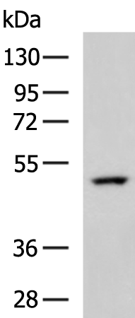 Rabbit Polyclonal Antibody to COPS3