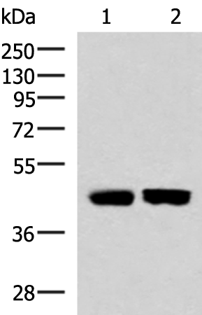 Rabbit Polyclonal Antibody to KIR3DL1